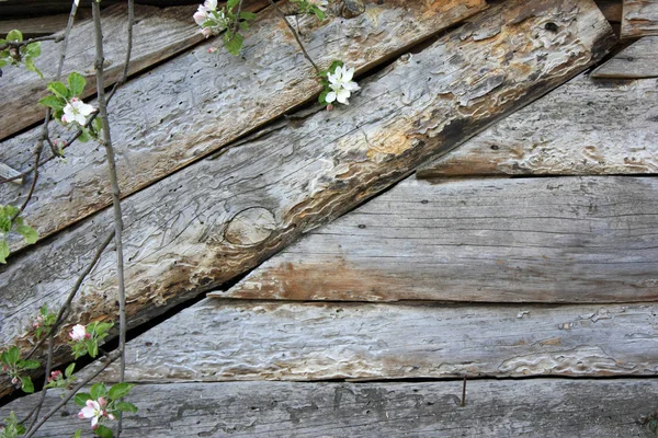 Frühlingsblühende Zweige auf hölzernem Hintergrund. Apfelblüte mit Blättern. — Stockfoto