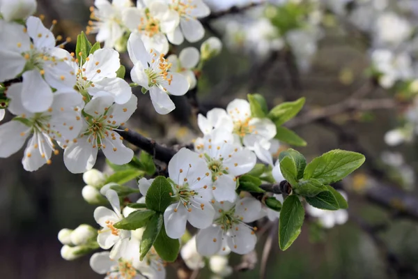 Beyaz çiçekler bulanık arka plan ile bahar yakın çekim meyve ağaçları çiçeklenme
