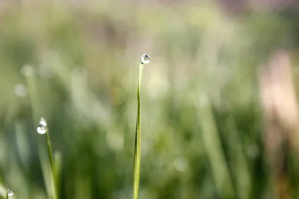 Morning green meadow in spring with green grass covered with dew drops, close-up — Stock Photo, Image