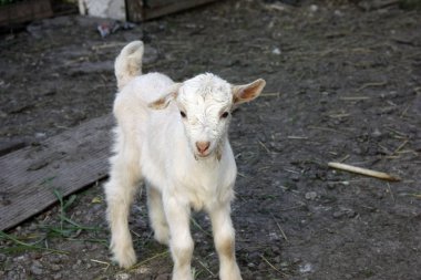 güzel küçük kuzu metin için kopya alanı ile kameraya bakıyor