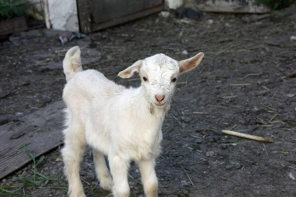 Mooi klein lam op zoek naar de camera met Kopieer ruimte voor tekst — Stockfoto