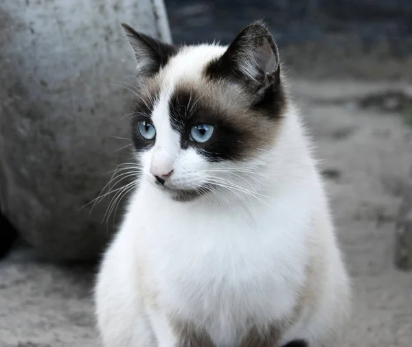 Retrato de primer plano de un gato, con ojos azules y piel clara . — Foto de Stock
