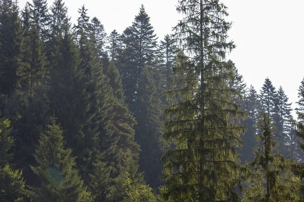 Den majestätiska utsikten över de vackra bergen. Avkopplande rese bakgrund. Turistrutter. Karpaterna. Ukraina. Europa. — Stockfoto