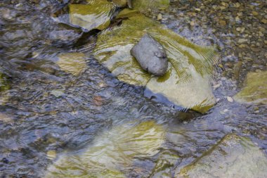 Küçük şelaleler ile yaz aylarında dağ nehri. Karpatların güzel yaz manzarası.