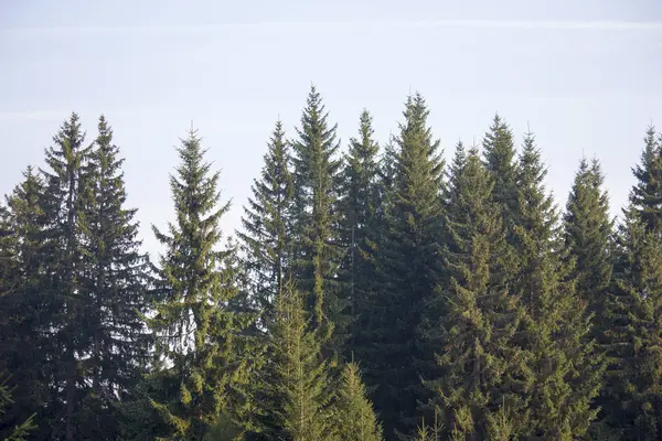 Den majestätiska utsikten över de vackra bergen. Avkopplande rese bakgrund. Turistrutter. Karpaterna. Ukraina. Europa. — Stockfoto