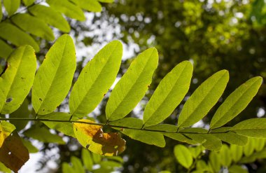 Renkli sonbahar yapraklarından arka plan. Sonbahar arka plan yakın çekim.