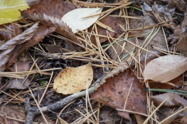 Renkli sonbahar yapraklarından arka plan. Sonbahar arka plan yakın çekim.