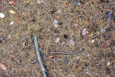 Düşmüş sonbahar yapraklarının orman dokusu. Sonbahar yapraklarından renkli arka plan. Sonbahar arka planı.