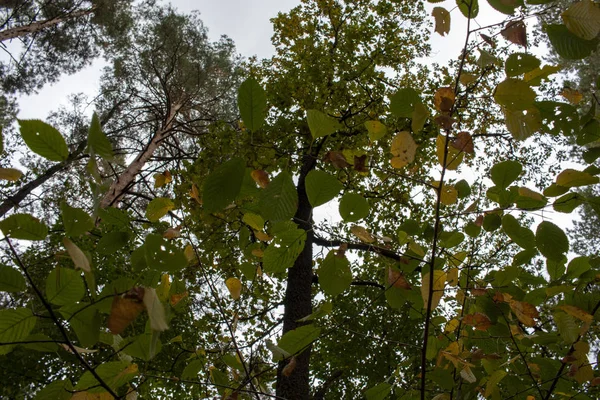 Fond de feuilles d'automne colorées. Automne fond close-up . — Photo