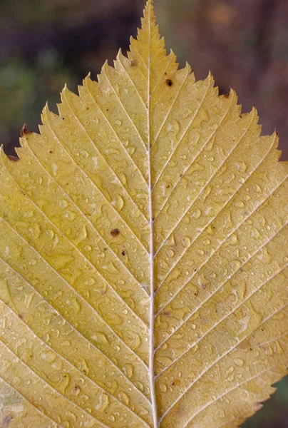 Dešťové kapky na žlutém podzimní listě zblízka. Makro fotografie. — Stock fotografie