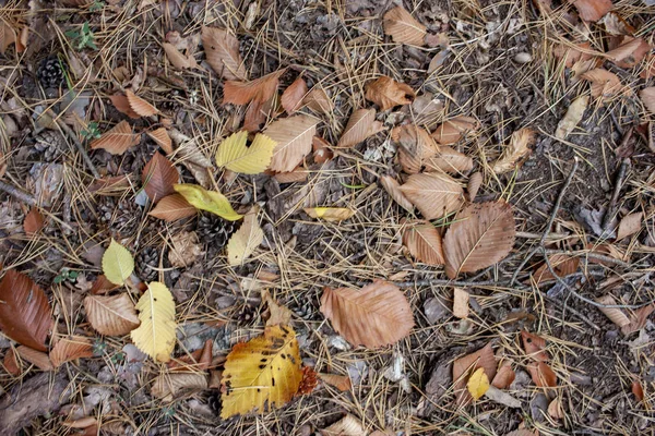 Lesní struktura padlých podzimních listů. Barevné pozadí z podzimních listů. Podzimní pozadí. — Stock fotografie