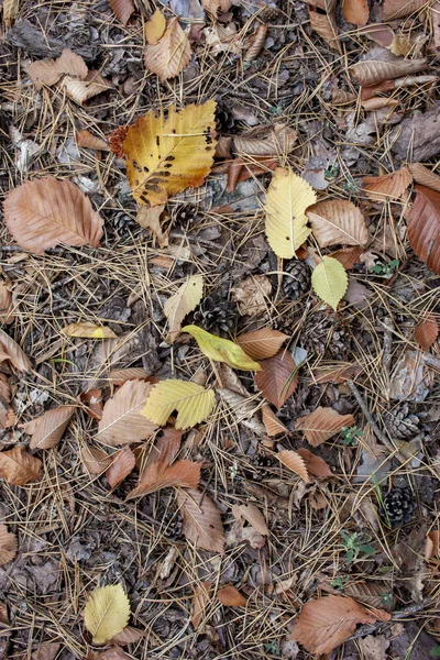 Forest texture of fallen autumn leaves. Colorful background from autumn leaves. Autumn background. — Stock Photo, Image