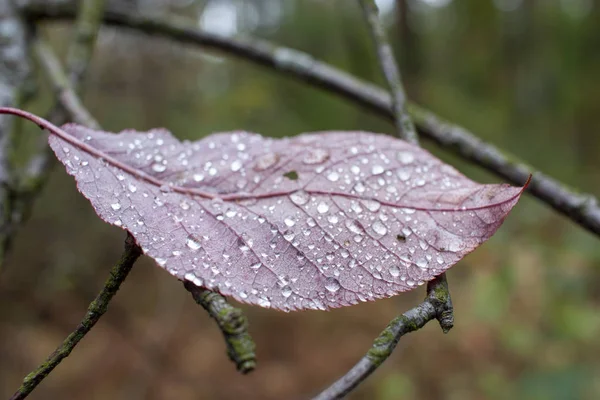 Červený podzimní list s kapkami vody zblízka na rozmazané lesní pozadí. Podzimní pozadí — Stock fotografie