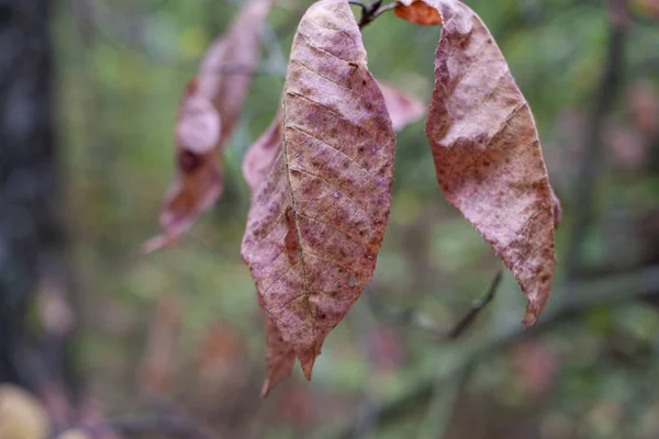 色とりどりの紅葉の背景。秋の背景クローズアップ. — ストック写真