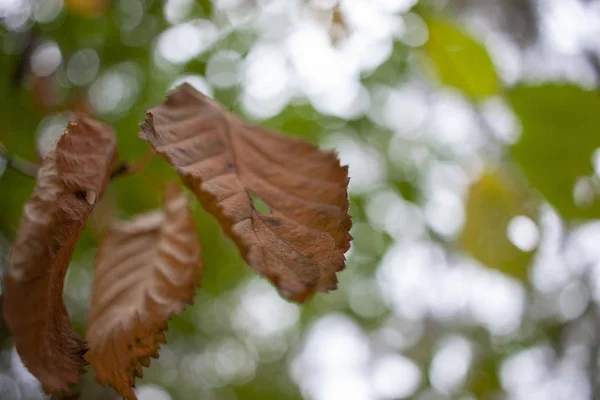 Pozadí barevných podzimních listů. Blízké podzimní pozadí. — Stock fotografie