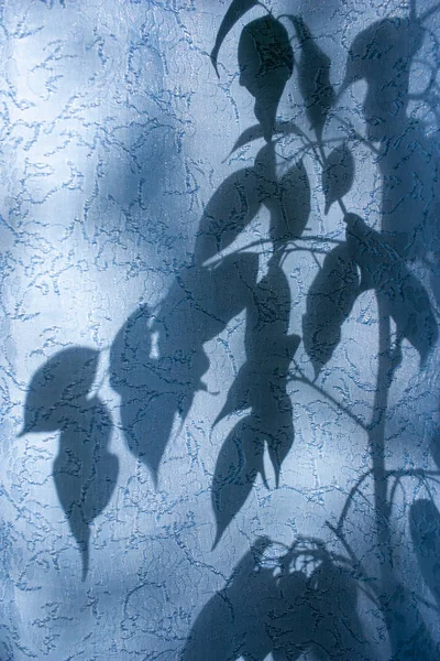 Silhouette de feuilles et de branches sur un rideau bleu, rideaux ou tulle sur le fond du soleil, nty, des feuilles . — Photo