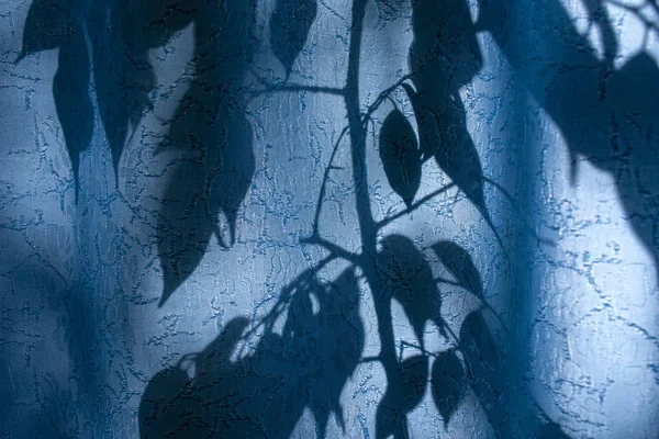 Silhouette de feuilles et de branches sur un rideau bleu, rideaux ou tulle sur le fond du soleil, nty, des feuilles . — Photo