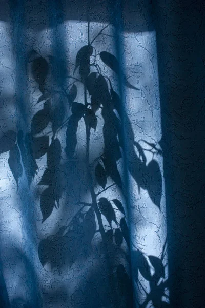 Silhouette de feuilles et de branches sur un rideau bleu, rideaux ou tulle sur le fond du soleil, nty, des feuilles . — Photo