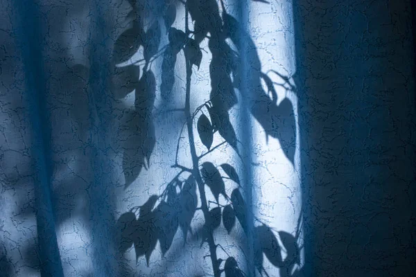 Silhouette von Blättern und Zweigen auf einem blauen Vorhang, Vorhängen oder Tüll vor dem Hintergrund der Sonne, nty, aus den Blättern. — Stockfoto