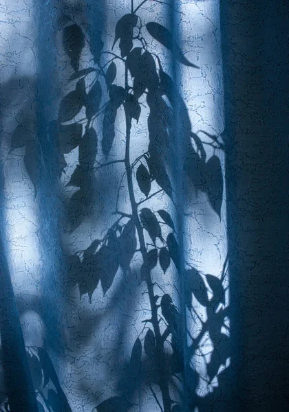 Silhouette di foglie e rami su una tenda blu, tende o tulle sullo sfondo del sole, nty, dalle foglie . — Foto Stock