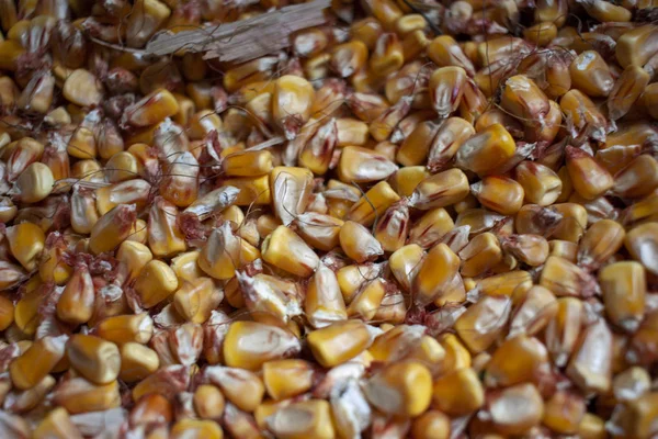 Corn texture. Unpeeled corn Yellow corns as a background. Corn floral pattern. Background of a bulk of yellow corn grains.