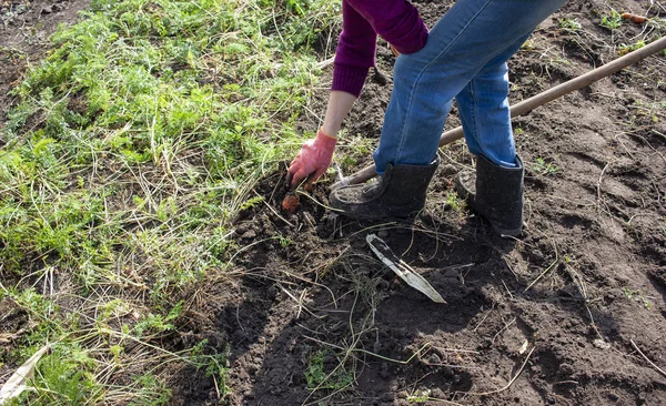 Kadın organik bir bahçede havuçlu yataklar kazıyor. Bahçıvanlık teması.