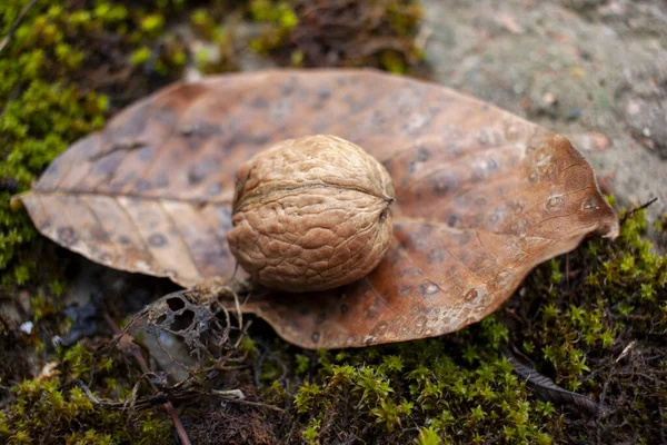Podzimní příroda pozadí. vlašský ořech na přírodním pozadí s oloupanými listy a mechem. close-up — Stock fotografie