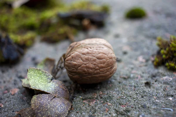 Podzimní příroda pozadí. vlašský ořech na přírodním pozadí s oloupanými listy a mechem. close-up — Stock fotografie