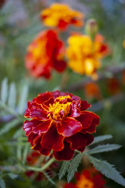 Kadife çiçeği arkaplanı. Bahçedeki güzel Marigold çiçeğine yaklaş, seçici odaklanma. Yakın plan..