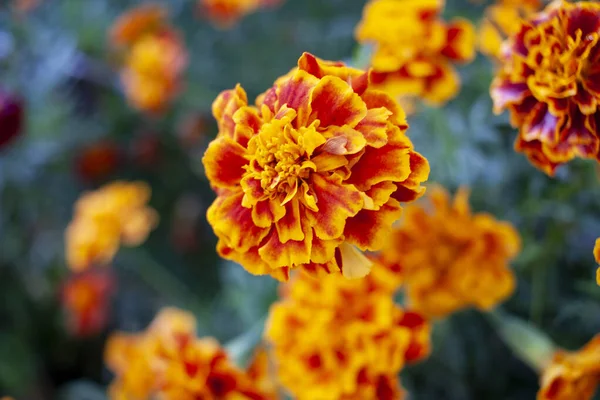 Kadife çiçeği arkaplanı. Bahçedeki güzel Marigold çiçeğine yaklaş, seçici odaklanma. Yakın plan.. — Stok fotoğraf