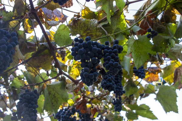 Fioletowe czerwone winogrona z zielonymi i żółtymi liśćmi na winorośli. świeże owoce. Skupienie selektywne — Zdjęcie stockowe