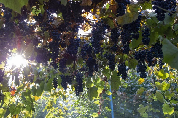 Lila vörös szőlő zöld és sárga levelekkel a szőlőn. friss gyümölcs. Szelektív fókusz — Stock Fotó