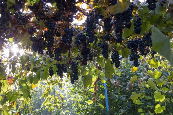 Μοβ κόκκινα σταφύλια με πράσινα και κίτρινα φύλλα στο αμπέλι. φρέσκα φρούτα. Επιλεκτική εστίαση — Φωτογραφία Αρχείου