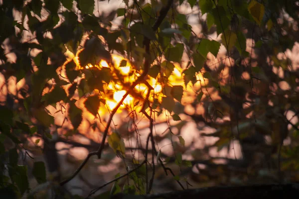 Suddig bakgrund, solens strålar genom träden, björklöv — Stockfoto