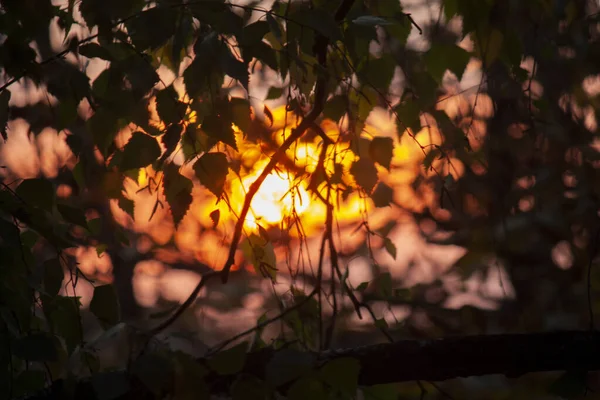 Fond flou, les rayons du soleil du soir à travers les arbres, feuilles de bouleau — Photo