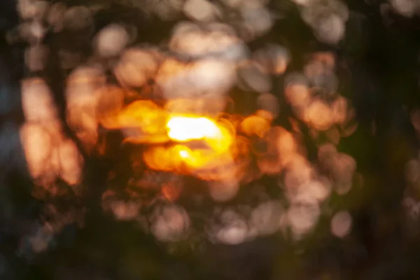 Blurred background, the rays of the evening sun through the trees, birch leaves — Stock Photo, Image