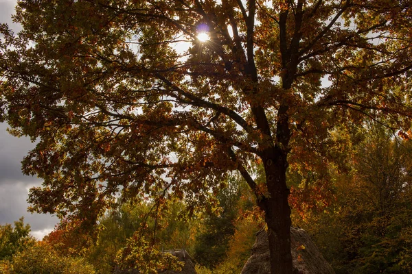 아름다운 가을 풍경입니다. 꽃의 가을 경사도. 나무에 달린 화려 한 잎들. — 스톡 사진