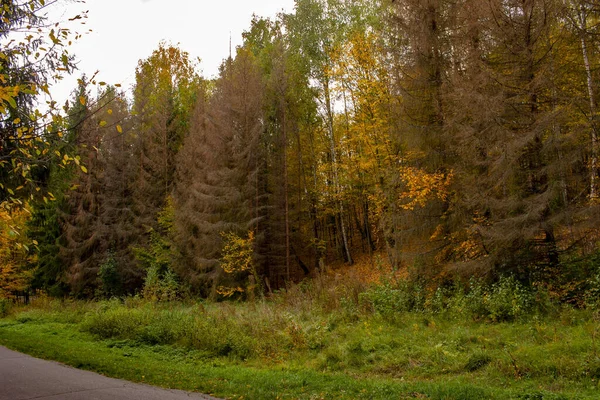 Piękny jesienny krajobraz. Jesienny gradient kwiatów. Kolorowe liście na drzewach. — Zdjęcie stockowe