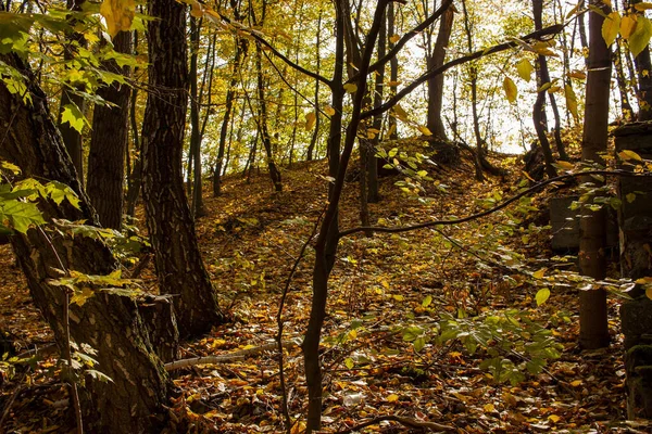 Bellissimo paesaggio autunnale. Gradiente autunnale di fiori. Fogliame colorato sugli alberi . — Foto Stock