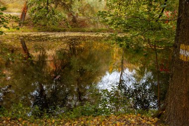 Güzel sonbahar manzarası. Çiçeklerin sonbahar gradyanı. Ağaçlarda renkli yapraklar.
