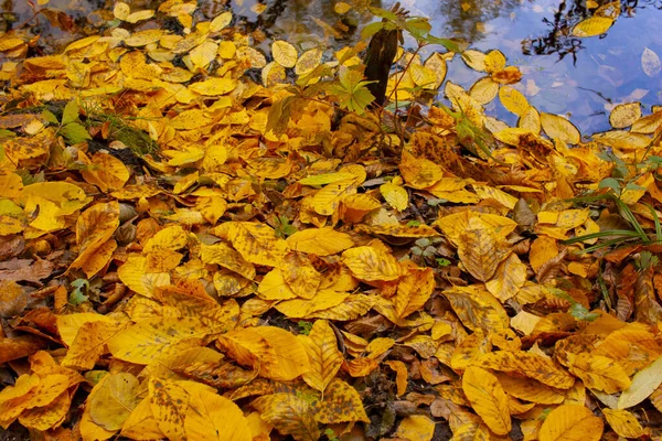 Krásná podzimní krajina. Podzimní gradient květin. Barevné listí na stromech. — Stock fotografie