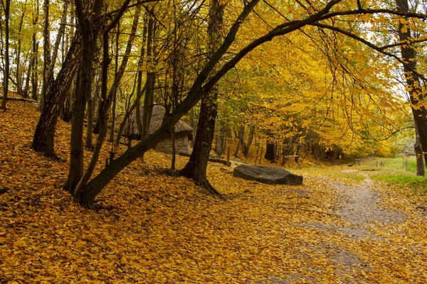 Beau paysage d'automne. Gradient automnal de fleurs. Feuillage coloré sur les arbres . — Photo