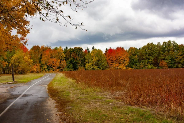 Hermoso paisaje otoñal. Gradiente otoñal de flores. Colorido follaje en los árboles . —  Fotos de Stock