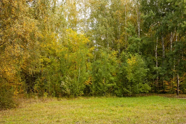 Bela paisagem de outono. Gradiente de outono de flores. Folhagem colorida nas árvores . — Fotografia de Stock