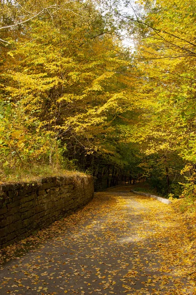 아름다운 가을 풍경입니다. 꽃의 가을 경사도. 나무에 달린 화려 한 잎들. — 스톡 사진