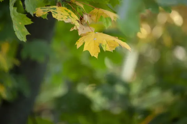 Barevné pozadí, krajina s podzimem barevné listy na stromech. — Stock fotografie