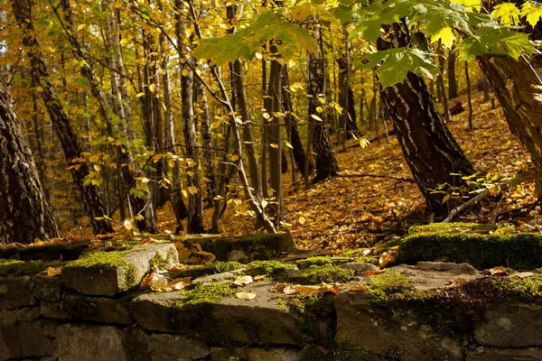 Fondo colorido, paisaje con hojas de colores otoñales en los árboles . —  Fotos de Stock