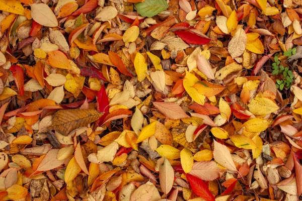 Barevné pozadí z barevných podzimních listí close-up — Stock fotografie