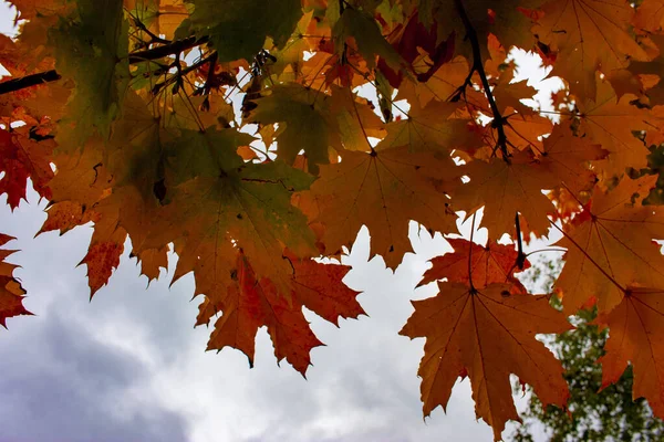 Barevné pozadí, krajina s podzimem barevné listy na stromech. — Stock fotografie