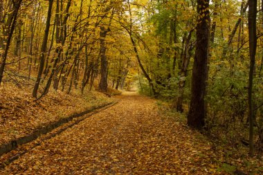 Güzel sonbahar manzarası. Çiçeklerin sonbahar gradyanı. Ağaçlarda renkli yapraklar.